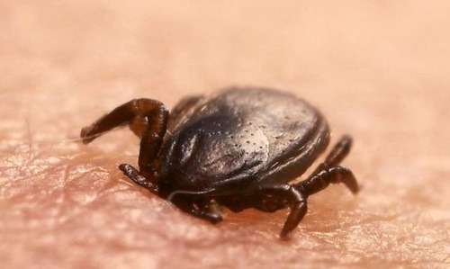 New natural focus of tick-borne encephalitis identified